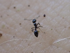 Monomorium viridum