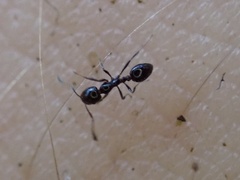 Monomorium viridum