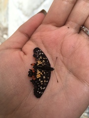 Chlosyne melitaeoides