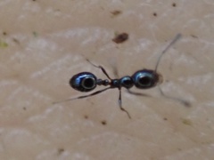 Monomorium viridum