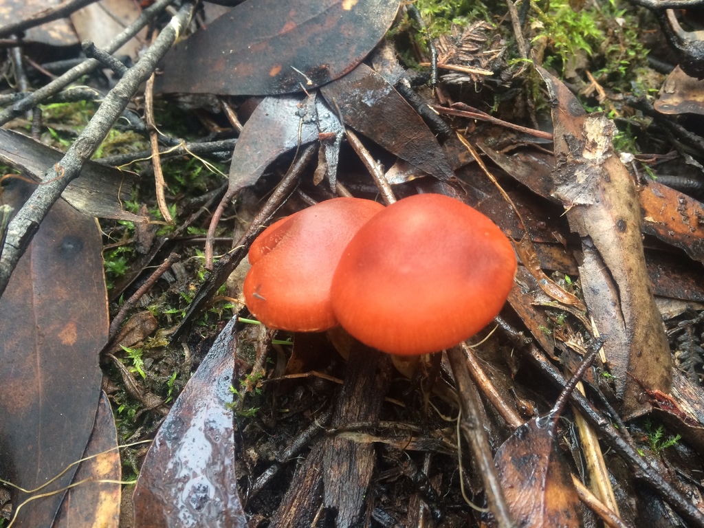 Cortinarius austrocinnabarinus