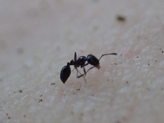 Monomorium viridum