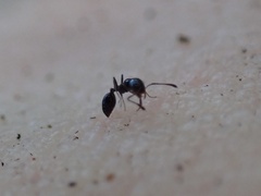 Monomorium viridum