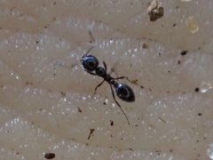 Monomorium viridum