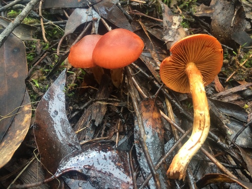 Cortinarius austrocinnabarinus image