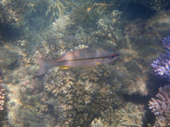 Lutjanus vitta