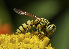 Philanthus multimaculatus
