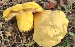 Boletus aureissimus image