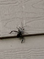 Acanthocephala alata