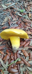 Media resource of Boletus aureissimus