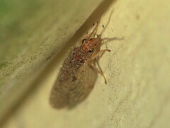 Micromus subanticus