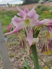 Crinum moorei