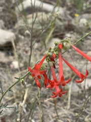 Penstemon barbatus