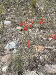 Penstemon barbatus