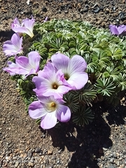 Oxalis adenophylla