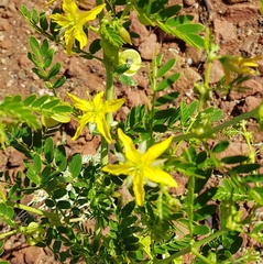 Tribulus platypterus