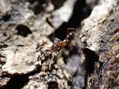 Pheidole dentata