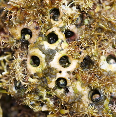 Dendropoma gregarium