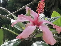 Hibiscus arnottianus
