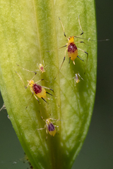 Macrosiphum lilii