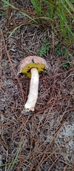 Boletellus ananas image
