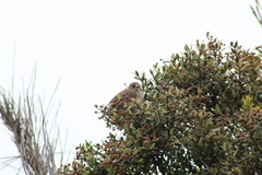Junco vulcani