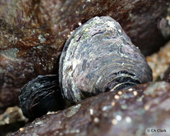Isognomon californicus