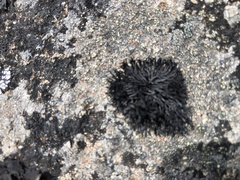 Cornicularia normoerica