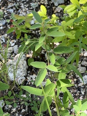 Desmodium obtusum