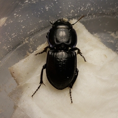 Pasimachus sublaevis