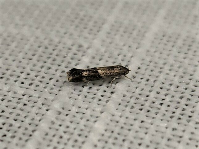Elachista velox