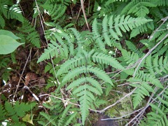 Gymnocarpium dryopteris