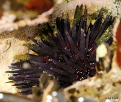 Echinometra oblonga