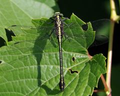 Dromogomphus spinosus