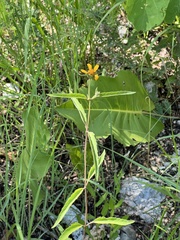 Heliopsis gracilis