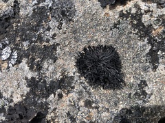 Cornicularia normoerica