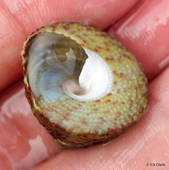 Trochus intextus