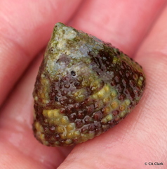 Trochus intextus