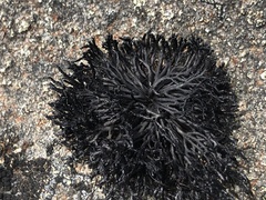 Cornicularia normoerica