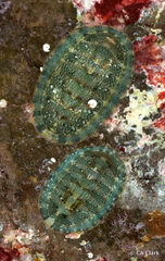 Rhyssoplax linsleyi
