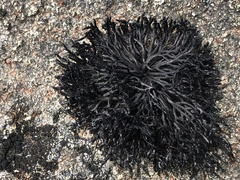 Cornicularia normoerica