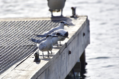 Thalasseus sandvicensis