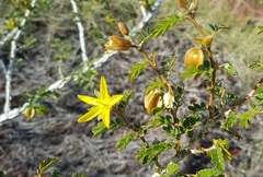 Tribulus suberosus