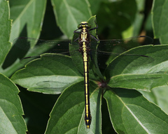 Dromogomphus spinosus
