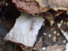 Temnothorax pergandei