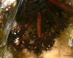 Holothuria cinerascens