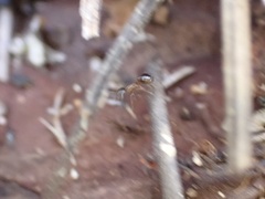 Temnothorax pergandei