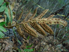 Pleopeltis polypodioides