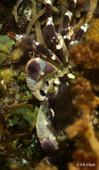 Pachygrapsus plicatus