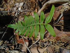 Pleopeltis polypodioides